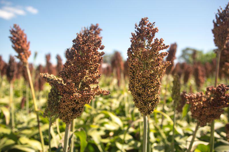 Sorgo