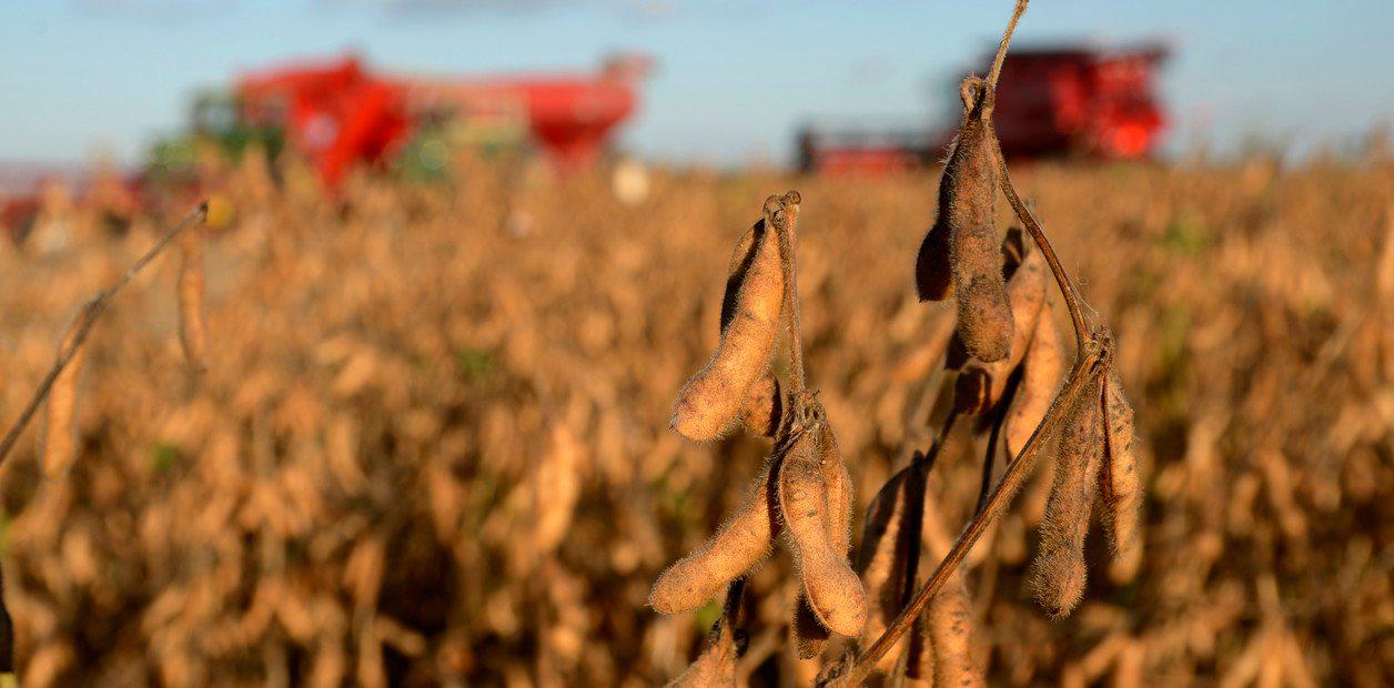 El precio de la soja sube a 532 dólares en Chicago