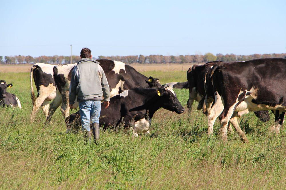 vacas lácteos