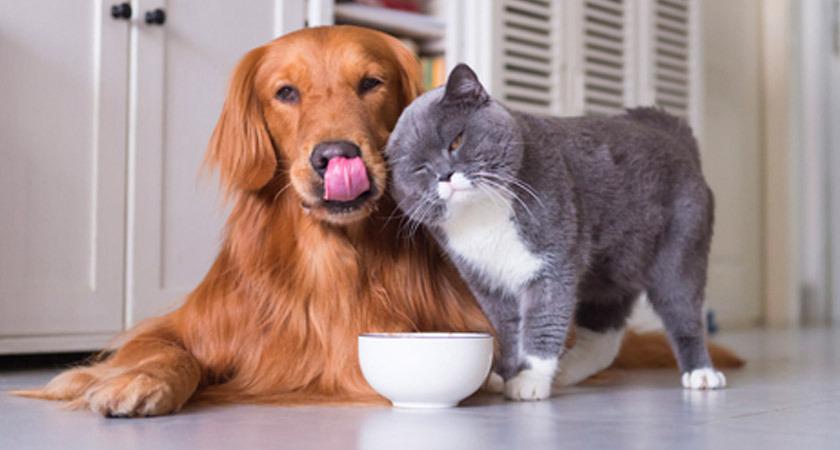 IDía del animal: Por qué se celebra el 29 de abril