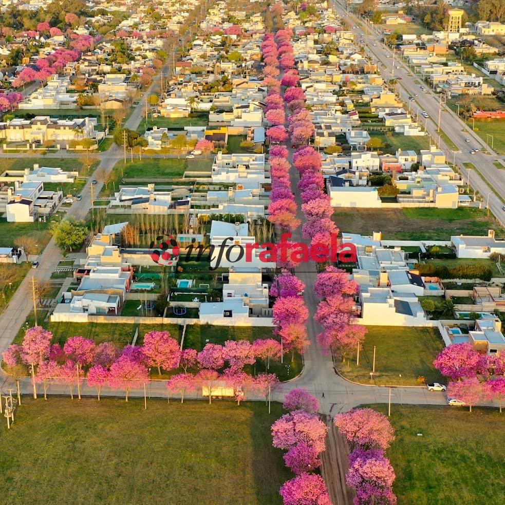 Dìa de la primavera en Rafaela - árboles de lapacho en Rafaela - Paisaje del Lapacho en primavera - Rafaela