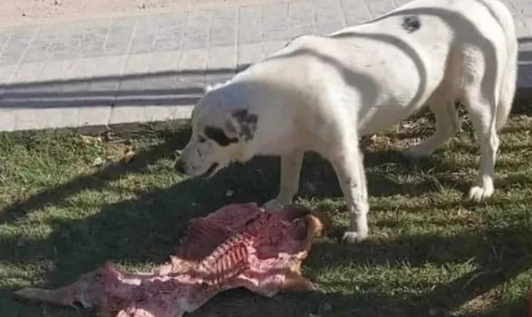 viedma lechon