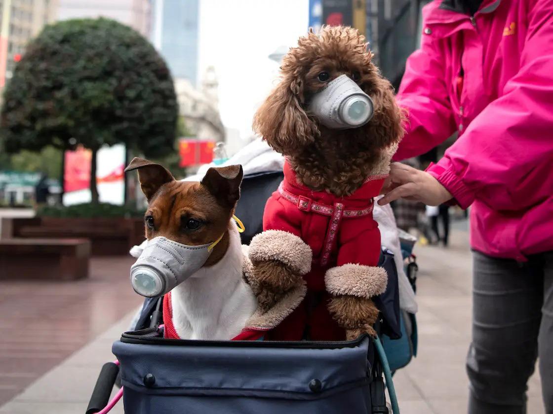 Veterinarios advirtieron cuadros graves en perros y gatos