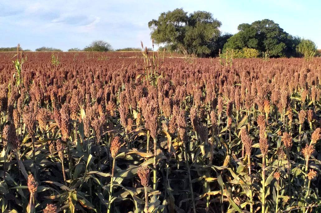 Cosecha de sorgo 2020-21: final de una muy buena campaña