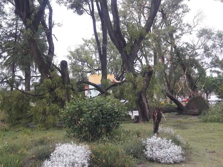 temporal clucellas