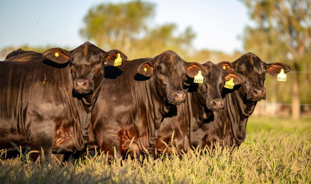 toros 2