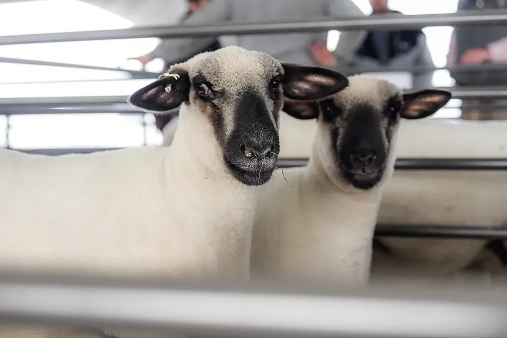 WhatsApp Image 2025-04-08 at 11.49.02