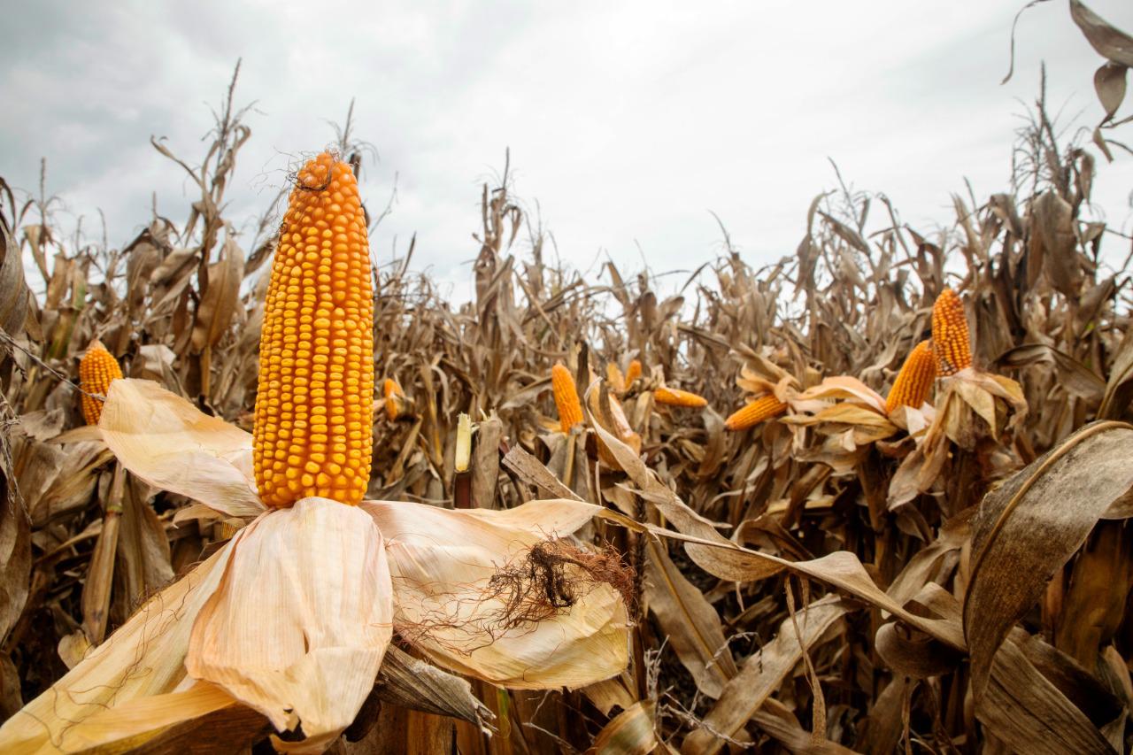 Con el inicio de septiembre comienza también a pleno la nueva campaña gruesa, con el maíz como el primer cultivo en implantarse. Este año, todos los relevamientos destacan que habrá un nuevo crecimiento del área sembrada, en un contexto en el que la aplicación de tecnología será clave para definir los planteos agrícolas que obtendrán las mejores productividades por hectárea y serán más sustentables.