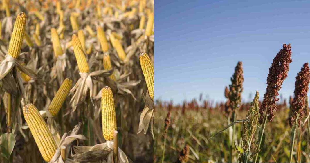 Sorgo y maíz: nuevas herramientas para el monitoreo de las cadenas