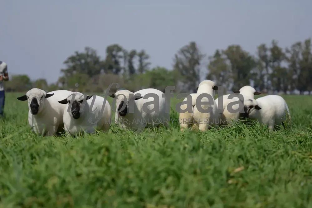 WhatsApp Image 2025-01-13 at 10.16.36