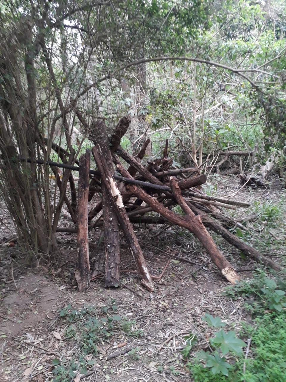 vandalismo-bosque Besaccia
