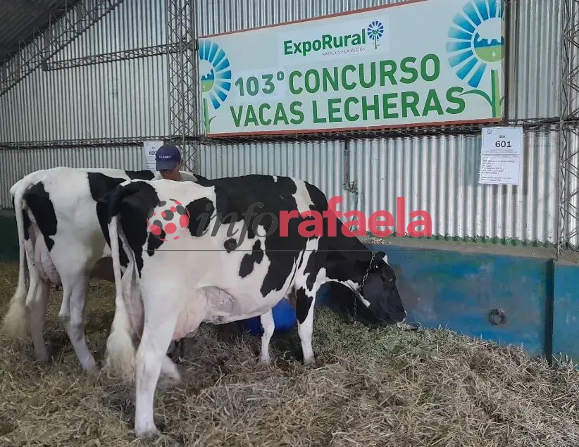 vacas