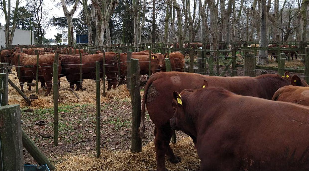 Comenzó la 82ª Exposición Ganadera de Pergamino - Ganado - Ganadería -
