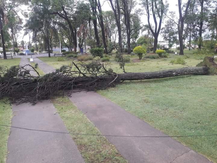 temporal clucellas-2