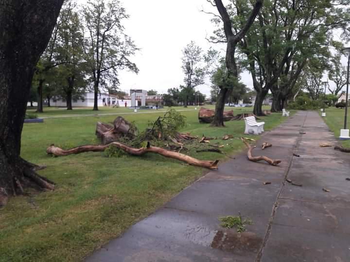 temporal clucellas-1