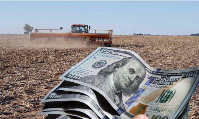 Por el agro, en mayo hubo récord de liquidación de divisas 