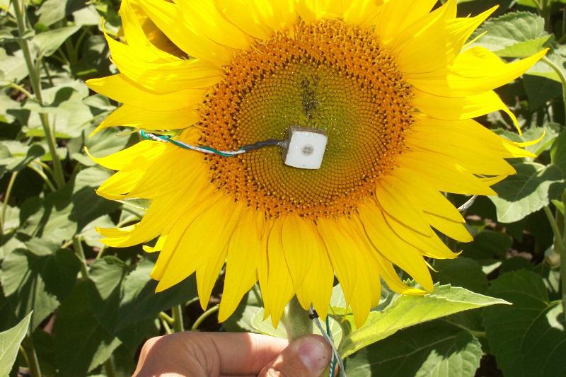 Girasol -