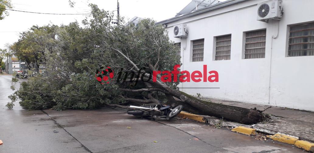 arbol-calle